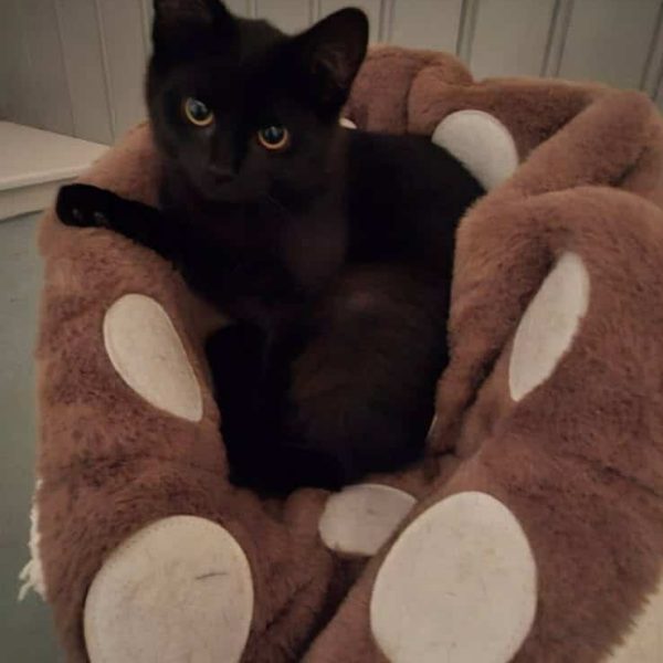 Messenger_creation_4AC6D6A8-2C56-454A-9E87-4F8AB0CB83F1