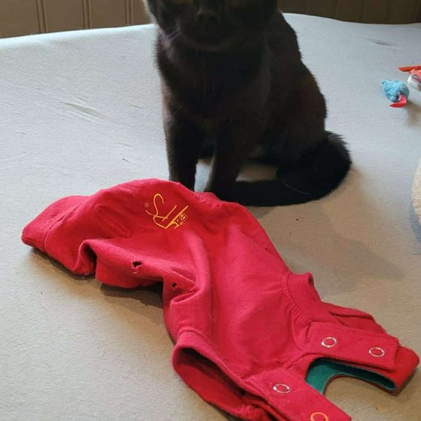 Messenger_creation_90DAECBA-6172-4A4A-A72F-3F22F807175E