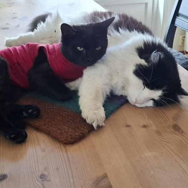 Messenger_creation_9747C094-0D3A-48BB-9DAF-22AFC8DC8110